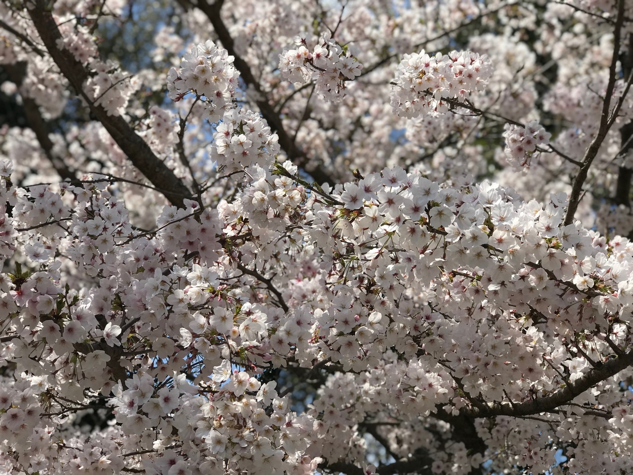 那珂川北中学校 満開の桜