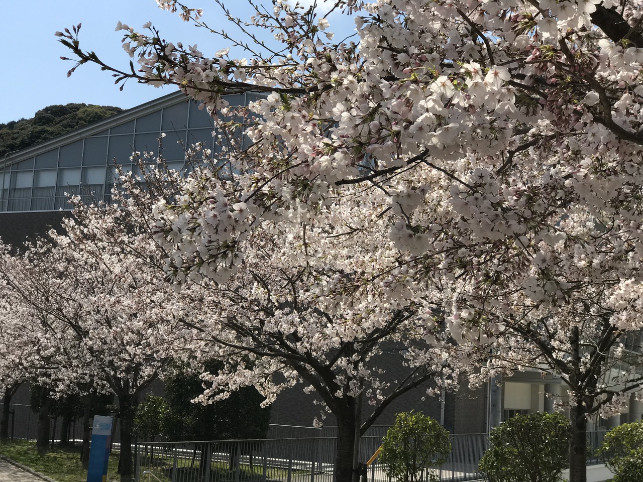 那珂川北中学校 満開の桜