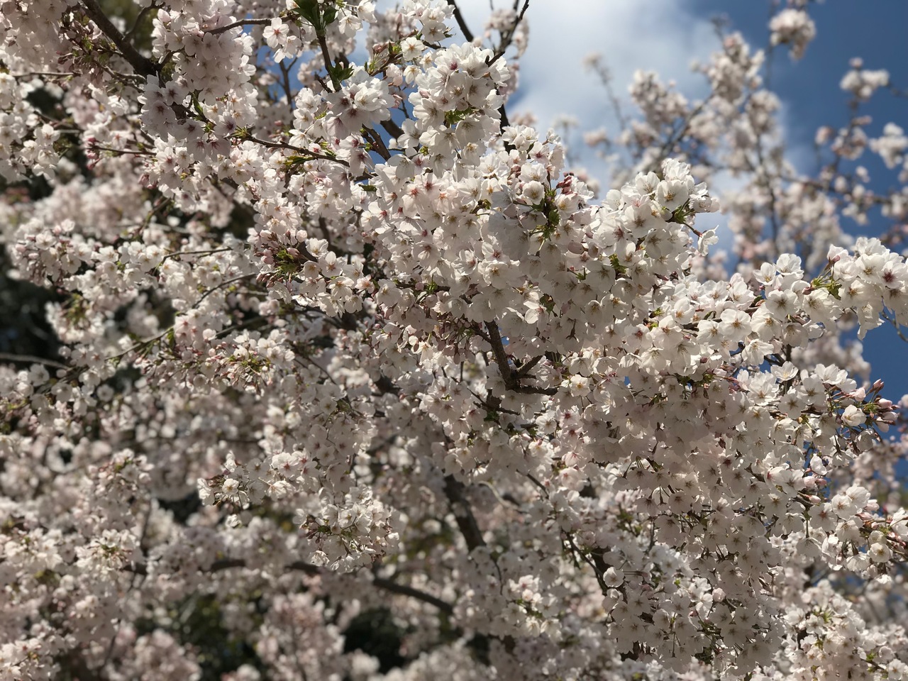 那珂川北中学校 満開の桜