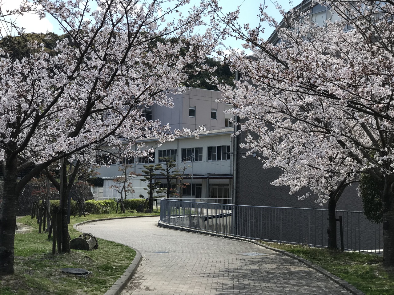 那珂川北中学校 満開の桜